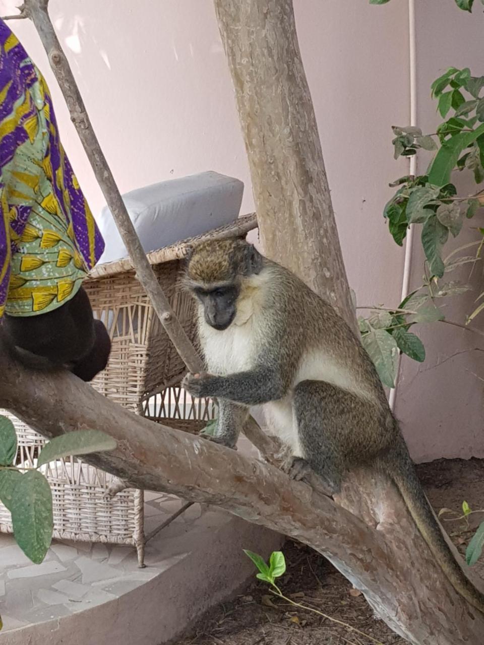Mandinka Lodge Kololi Esterno foto